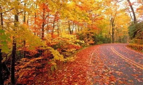紅楓嶺 醉是一抹秋天紅