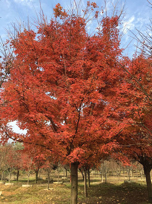 日本紅楓適合室內養嗎?紅楓盆景怎么養?