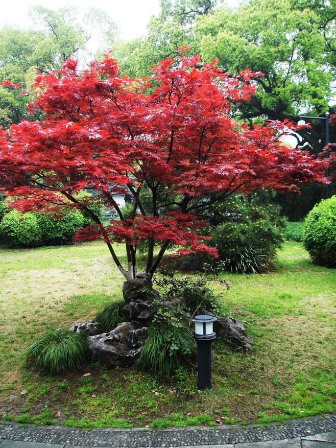 日本紅楓