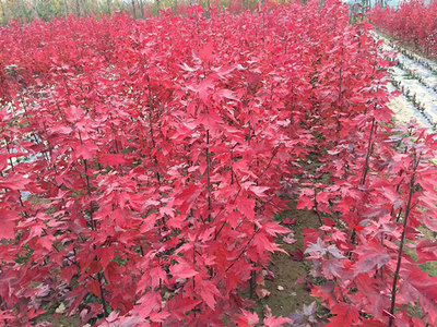 紅楓樹怎樣修剪?日本紅楓修剪技術