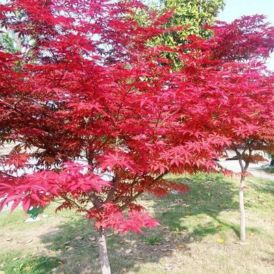[紅楓苗批發(fā)]山東臨沂郯城縣楓樹苗 3.80元/棵紅楓樹苗日本紅 _ 一畝田