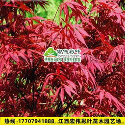 歐羅紅楓 歐洲紅楓 日本紅楓 雜交紅楓 中國紅楓 四季紅楓大樹圖片,歐羅紅楓 歐洲紅楓 日本紅楓 雜交紅楓 中國紅楓 四季紅楓大樹高清圖片 南城縣宏偉彩葉苗木園藝場