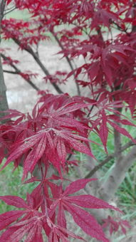 這是什么紅楓