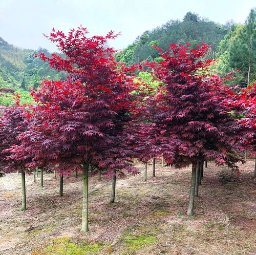 日本紅楓三季紅 九農花木園藝場基地實拍圖