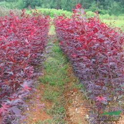 企業(yè)動態(tài) 江西三農(nóng)花木園林
