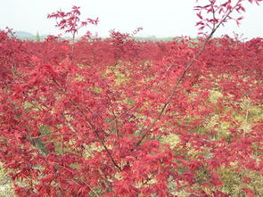 山東日本紅楓價格 日照紅櫻苗木基地 農(nóng)業(yè) 綠化苗木 藍(lán)冰柏 北美楓香 日照紅櫻苗木基地 藍(lán)冰柏,北美楓香,美國藍(lán)杉,山東藍(lán)冰柏,北美紅櫟
