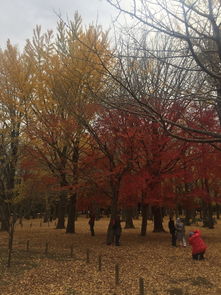 賞紅楓于日本