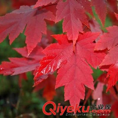 正宗日本紅楓苗紅絲帶紅楓樹苗嫁接苗批發紅楓小苗綠化苗木-沭陽縣虞里花卉園藝場提供正宗日本紅楓苗紅絲帶紅楓樹苗嫁接苗批發紅楓小苗綠化苗木的相關介紹、產品、服務、圖片、價格沭陽縣虞里花卉園藝場、綠化苗木;草坪種子;花卉種子;牧草種子;盆景;盆栽;水生花卉;園林園藝用具等