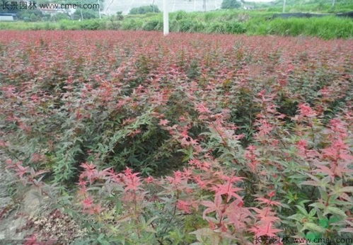 廣東能種植紅冠紅楓嗎