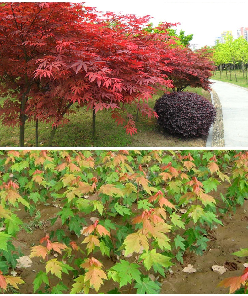 嫁接紅楓樹苗日本紅楓樹苗美國紅楓樹苗四季紅楓紅葉楓樹綠化.