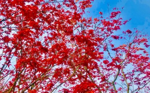 重慶春天也能看紅葉 說出來你信嗎