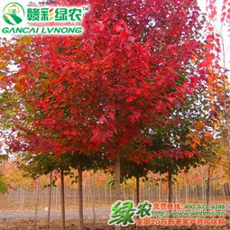 紅楓樹苗是什么樣