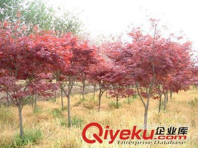 供應園林植物 紅楓 紅楓樹 日本紅楓 美國紅楓小苗-沭陽縣華飛花木場提供供應園林植物 紅楓 紅楓樹 日本紅楓 美國紅楓小苗的相關介紹、產品、服務、圖片、價格沭陽縣華飛花木場、花木花卉;苗木;綠化苗木;綠化小苗;紅葉小檗;金葉女貞;合歡;紅葉石楠;黃金槐;國槐;迎春;龍柏;蜀檜;側柏;連翹;紫薇;櫻花;高桿女貞;紅葉李;棣棠