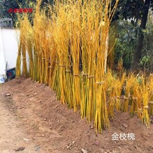 美國竹柳苗