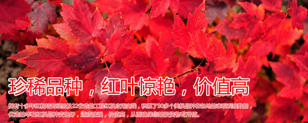 紅楓,美國紅楓,日本紅楓-渤海:新區(qū)街頭綠化帶呈現(xiàn)“野草之美”-美國紅楓十月光輝|夕陽紅|紅冠|秋火焰|日本紅楓獅子頭、三河八房、紅三河批發(fā)【華石紅楓 tel:4006168511】-7.shmmw.com
