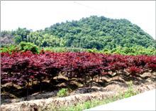 【紅雞爪槭供應(yīng)|紅楓、日本紅楓,櫻花,桂花,茶花,羅漢松,廣玉蘭等產(chǎn)品,奉化市溪口天涯花木場(chǎng)商鋪